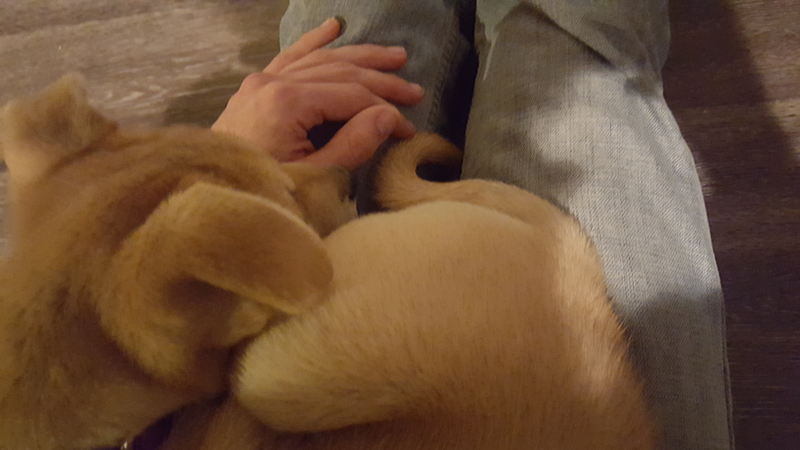 Illustration for article titled Puppy update #4 err I mean #3: devourer of worlds